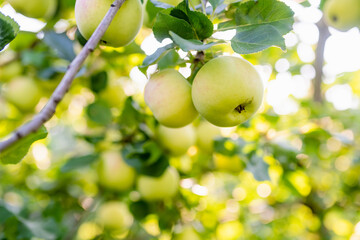 Ripening apples on apple tree branch on warm summer day. Harvesting ripe fruits in an apple...