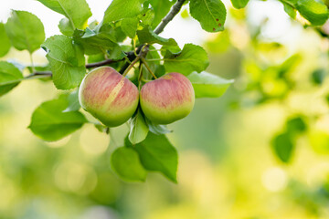 Ripening apples on apple tree branch on warm summer day. Harvesting ripe fruits in an apple orchard. Growing own fruits and vegetables in a homestead.