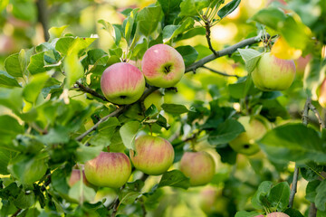 Ripening apples on apple tree branch on warm summer day. Harvesting ripe fruits in an apple orchard. Growing own fruits and vegetables in a homestead.