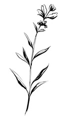 PNG Lavender flower pattern drawing sketch