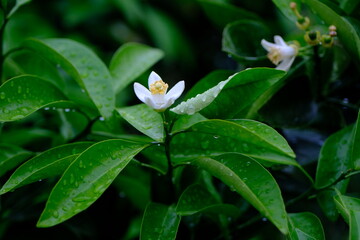 citrus flower in the rain