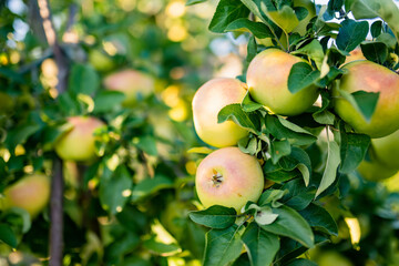 Ripening apples on apple tree branch on warm summer day. Harvesting ripe fruits in an apple orchard. Growing own fruits and vegetables in a homestead.