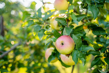 Ripening apples on apple tree branch on warm summer day. Harvesting ripe fruits in an apple orchard. Growing own fruits and vegetables in a homestead.