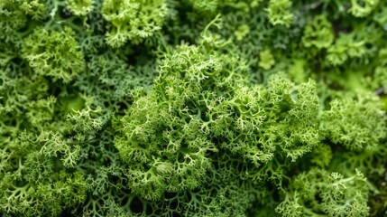 Green moss photo texture background from above.  Realistic macro shoot. Modern eco friendly decor natural background. Symbol of sustainability. Wallpaper, Texture.