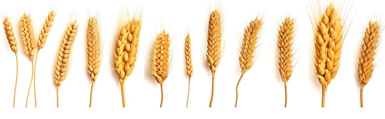 A group of wheat ears on a white background