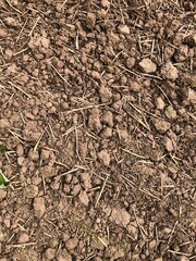 Recently drilled field of spring barley in early May, North Yorkshire, England, United Kingdom