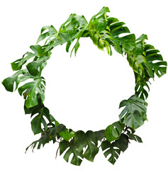 Couronne de plante de monstera isolé sur fond transparent et vide pour illustration, composition digitale, paysager, dessins d'architecture, décoration de carte  © Oli_of_the_valley