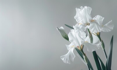 Obraz premium Irises on white background