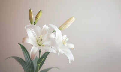 Obraz premium Lilies on light background