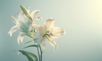 Fototapeta premium Lilies on light background