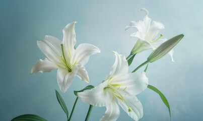 Fototapeta premium Lilies on light background