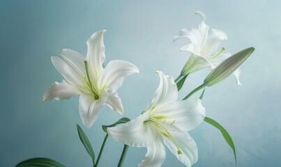 Lilies on light background