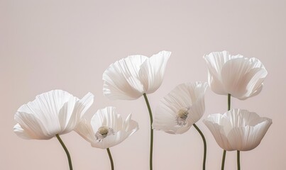Poppies in minimalist style on clean neutral background