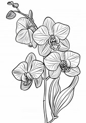 A detailed line drawing of a single orchid flower stem with several blossoms on a white background. This simple black and white image is perfect for adult coloring books and relaxation activities