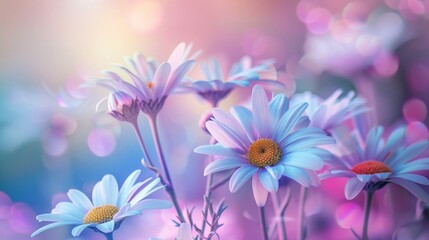 Fototapeta premium Close-up of white daisies with blue and purple background bokeh