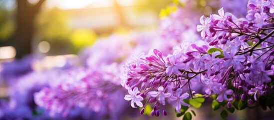 Obraz premium Petrea volubilis flowers, also known as Petrea volubilis L., with a distinctive violet hue, creating a stunning composition in a spring garden with copy space image available.