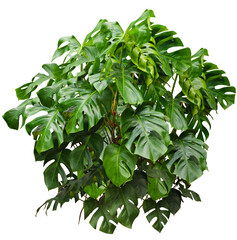 Grande plante d'intérieur monstera isolé de face sur fond transparent pour illustrations, compositions digitales, plans d'aménagement paysager, dessins d'architecture ou décoration © Oli_of_the_valley