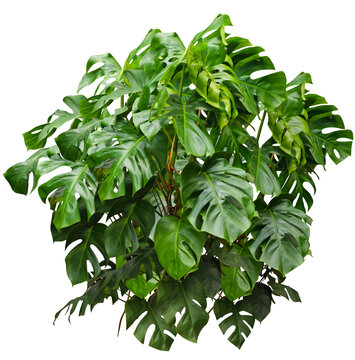 Grande plante d'int&eacute;rieur monstera isol&eacute; de face sur fond transparent pour illustrations, compositions digitales, plans d'am&eacute;nagement paysager, dessins d'architecture ou d&eacute;coration