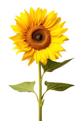 Obraz premium Sunflower isolated on transparent background.
