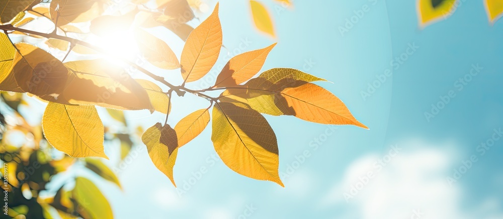 Poster sunny day shot of leaves from a low angle with copy space image.