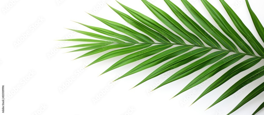 Poster green palm leaf against white backdrop with clipping path for design elements - a tropical, summery 
