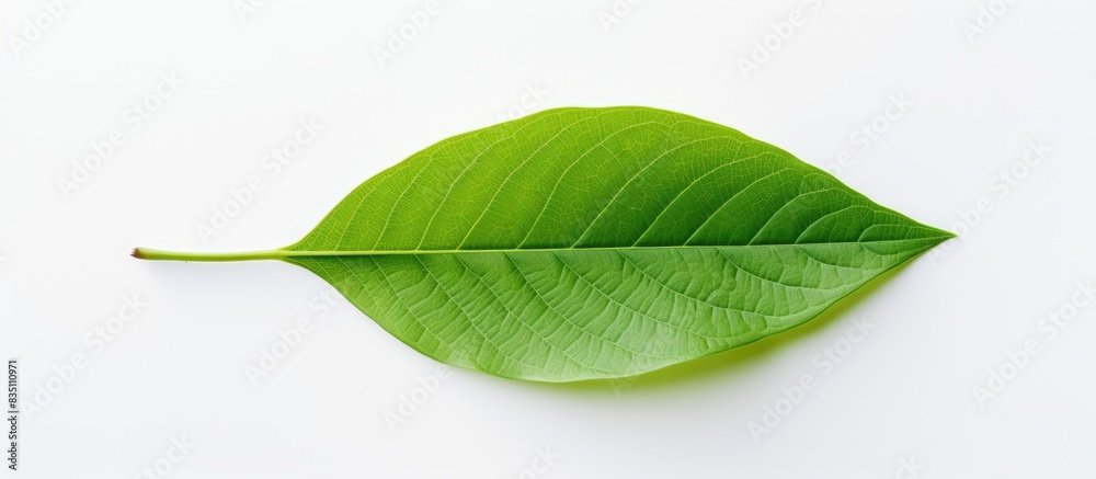Poster Image of a leaf with an empty space for duplication placed on a white backdrop. with copy space image. Place for adding text or design
