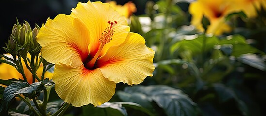 Hibiscus flower with yellow petals blooming in a garden with copy space image.