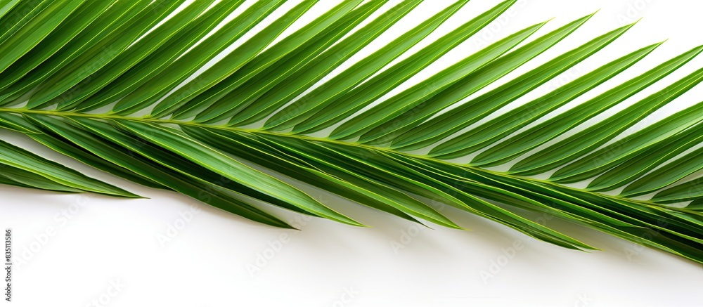 Poster green palm leaf against white backdrop with clipping path for design elements - a tropical, summery 