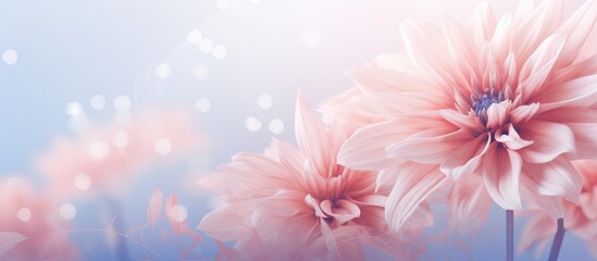Obraz premium Soft style sweet colored flower for a background with copy space image.