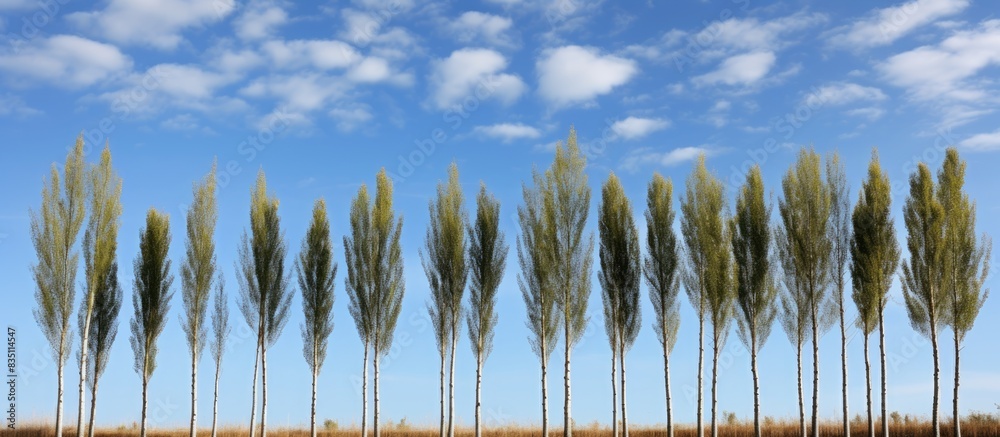 Poster tall poplars set against a sky backdrop with copy space image.