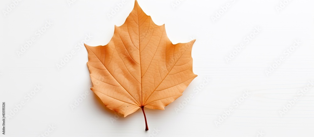 Poster Image of a leaf with an empty space for duplication placed on a white backdrop. with copy space image. Place for adding text or design