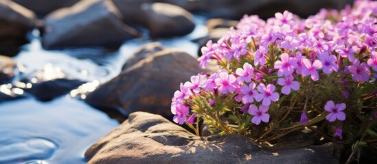 Phlox flowers in a cold desert landscape growing over a rocky river wall with copy space image.