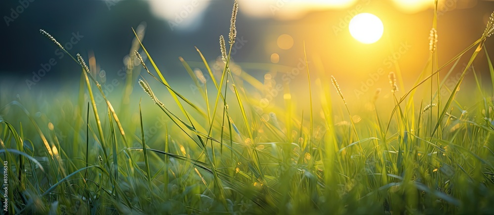 Poster sunrise illuminates the grass in the morning, capturing a serene nature concept with a copy space im