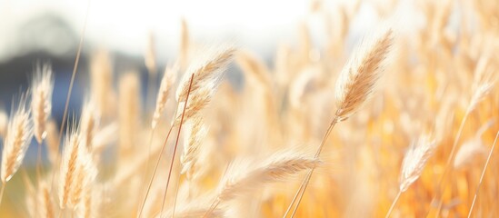 Obraz premium Blurred spikelets in the background with copy space image.