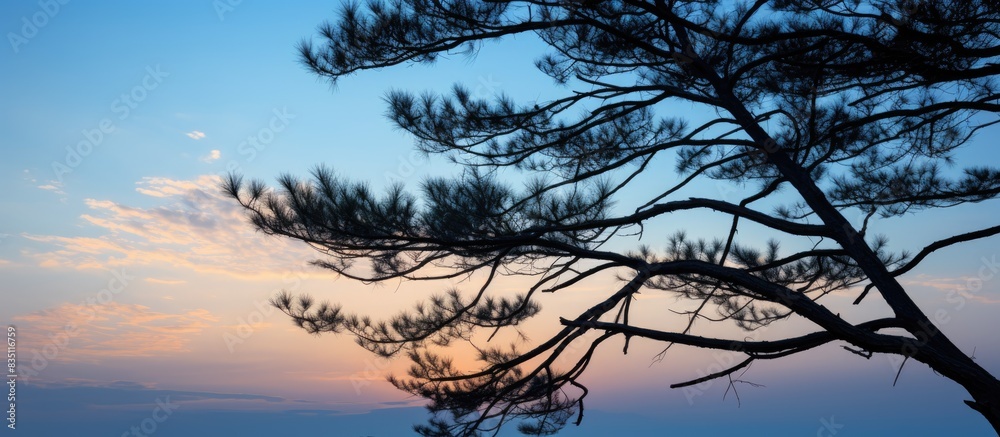 Poster silhouetted pine branches create a striking contrast against the vast expanse of the sky, offering a