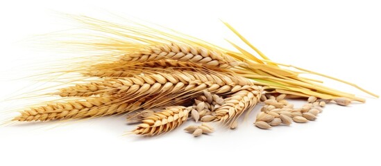 Rich harvest concept featuring a whole barley ear, wheat sprouts, and rye spike plant isolated on a white background for cereal bread flour with copy space image.