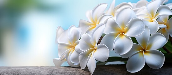 Frangipani flower with white petals, beautifully displayed in a copy space image.