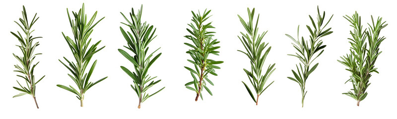 Fototapeta premium Rosemary png element set on transparent background