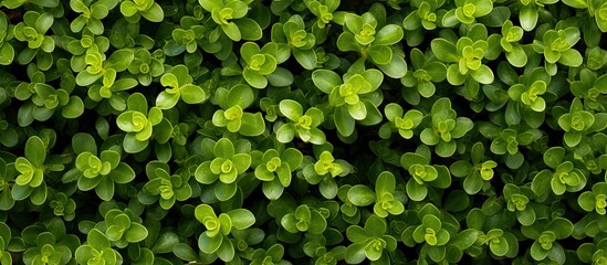Varieties of the common purslane plant include Verdolaga, Pigweed, Little Hogweed, and Pusley, often used in landscaping. with copy space image. Place for adding text or design
