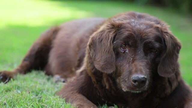 Dog lying on green grass brown labrador retriever turning head from side to side