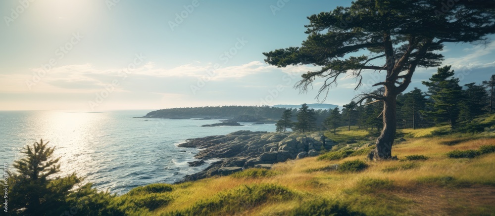 Poster Pine needles in the forefront of a scenic landscape with an aqua blue ocean and cloudy sky in the background. . with copy space image. Place for adding text or design