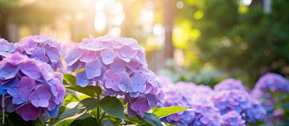 Poster purple hydrangea flowers in the garden, providing a vibrant burst of color against a backdrop of lus