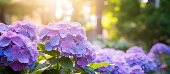 Purple hydrangea flowers in the garden, providing a vibrant burst of color against a backdrop of lush foliage, creating a picturesque scene with copy space image.