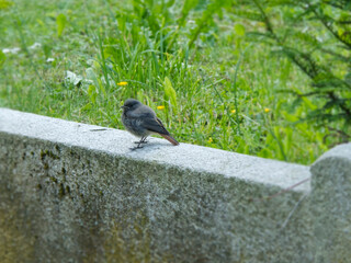 Juvenile Black Redstart (Phoenicurus ochruros) sitting on a stone in Zurich, Switzerland