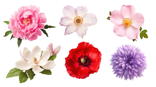 Flower png element set on transparent background
