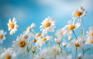 Fototapeta premium Beautiful Daisies with Green Stems and Yellow Centers Against a Blue Sky Background. Close-Up Spring Nature Banner or Mockup Template for Design Works.