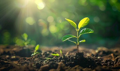 small tree growing with sunshine in garden. eco concept 