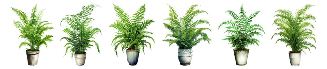 Potted fern watercolor png element set on transparent background