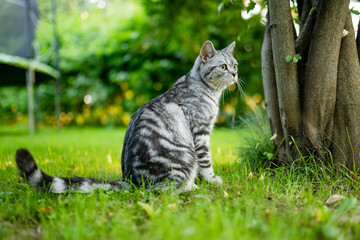 Young playful British shorthair silver tabby cat relaxing in the backyard. Gorgeous blue-gray cat...