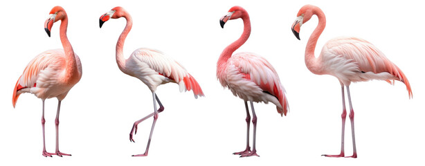 Obraz premium Flamingo png element set on transparent background
